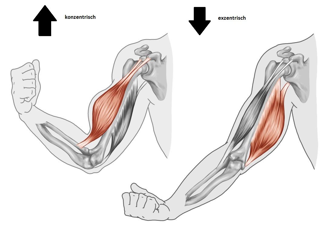 Konzentrische und exzentrische Bewegung